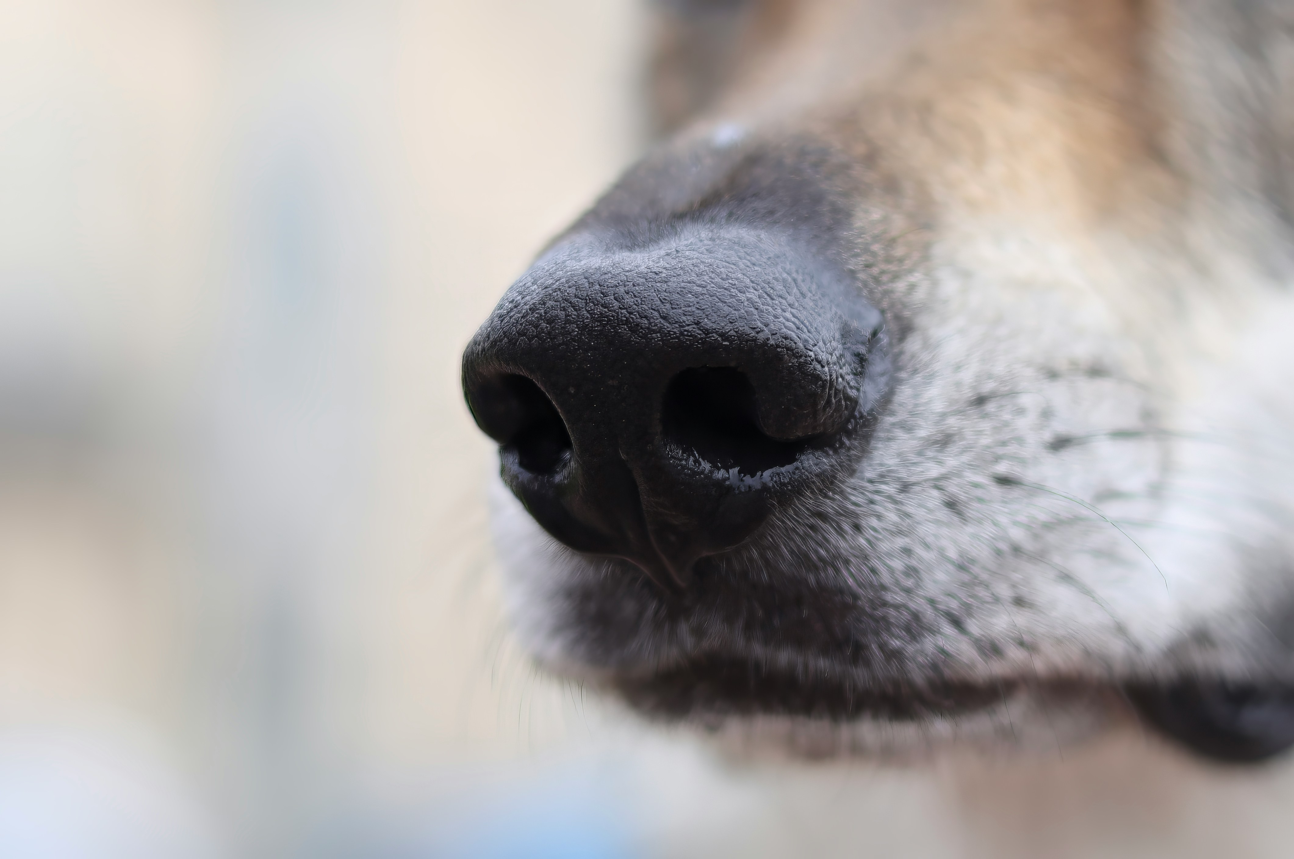 Nosework medlemstrening